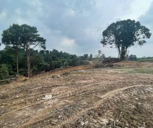 Tanah yang sedang dibersihkan untuk penanaman pisang berangan dan tanduk untuk tempoh permulaan